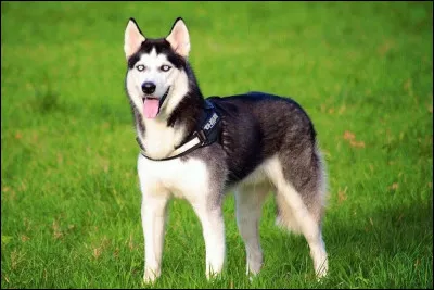 À quoi sert le husky en Sibérie ?