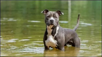 Doù vient le staff ?