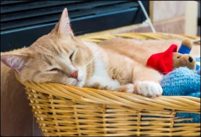 Que penses-tu des chats domestiques ?