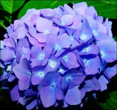 Quelle est cette fleur ?