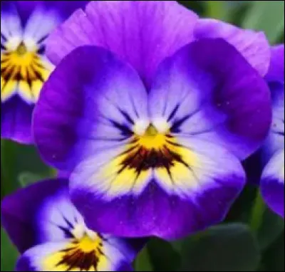 Quelle est cette fleur ?