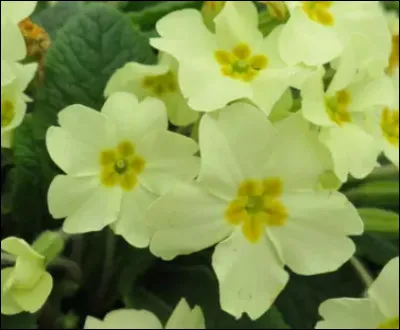 Quelle est cette fleur ?