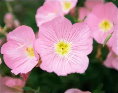 Quelle est cette fleur ?