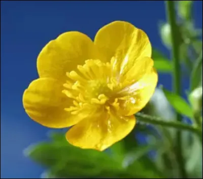 Quelle est cette fleur ?