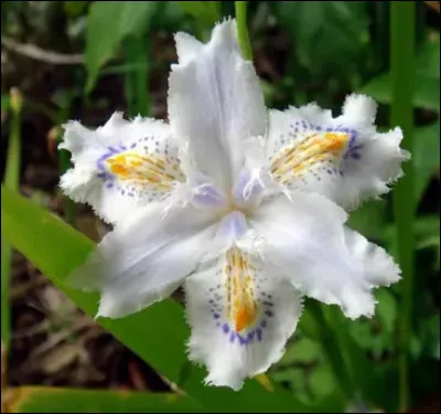 Quelle est cette fleur ?