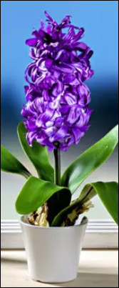 Quiz Fleurs