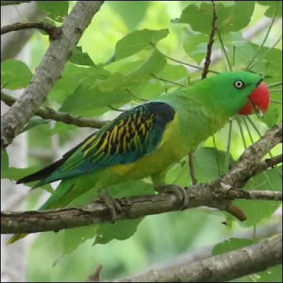 Sur quelle partie du globe pourrez-vous trouver cette magnifique perruche à bec de sang ?