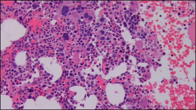 Dans quelle partie du corps les cellules sanguines sont-elles produites ? On appelle ce processus l'hématopoïèse.