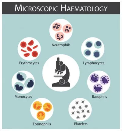 Les plaquettes sont des éléments figurés du sang dont la durée de vie se situe entre 8 et 12 jours. Elles savent se montrer utiles chaque jour et répondront à l'appel lors de coupures ou autres lacérations pour arrêter le saignement !
Comment appelle-t-on ces fragments de cellules ?