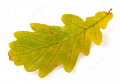 De quel arbre vient cette feuille ?