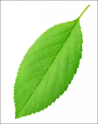 De quel arbre vient cette feuille ?