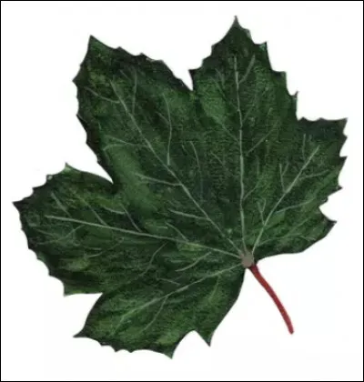 De quel arbre vient cette feuille ?
