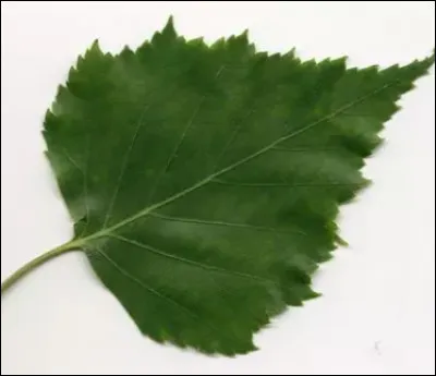 De quel arbre vient cette feuille ?
