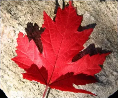 De quel arbre vient cette feuille ?