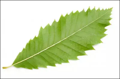 De quel arbre vient cette feuille ?
