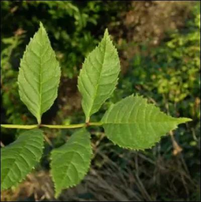 De quel arbre vient cette feuille ?