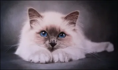 Le chats peuvent-ils manger des pommes ?