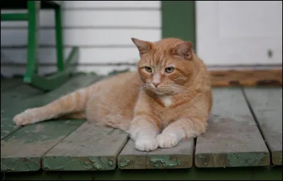 Combien y a-t-il de races de chats ?