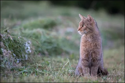 Les chats savent-il nager ?
