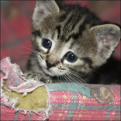 Combien de temps dorment les chatons ?