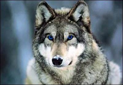 Quel est ton animal préféré ?