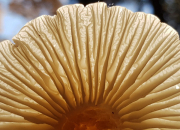 Quiz Quiz sur les champignons sauvages