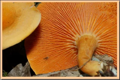 Lorsqu'une lame de champignon est ramifiée, elle est dite :