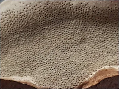 Quelle forme de pore pouvons nous observer sur cette photo ?