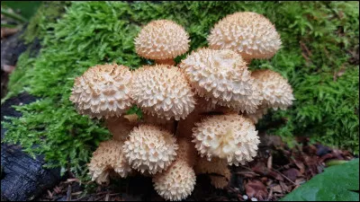 Quel est le nom de ce champignon ?