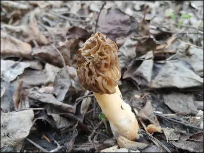 Quel est le nom de ce champignon ?