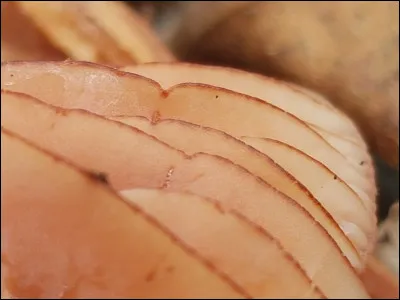 Quel nom porte la partie foncée de ces lames ?