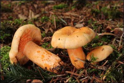 Quel nom porte les petites taches plus foncées sur le pied de ces champignons ?