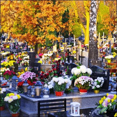 Quelle fleur est associ&eacute;e &agrave; la Toussaint en Occident et au pouvoir imp&eacute;rial au Japon ?