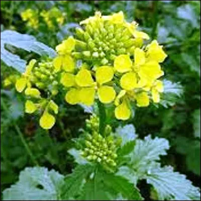 Quelle plante de la famille de la moutarde fournit un condiment tr&egrave;s utilis&eacute; dans la cuisine japonaise ?