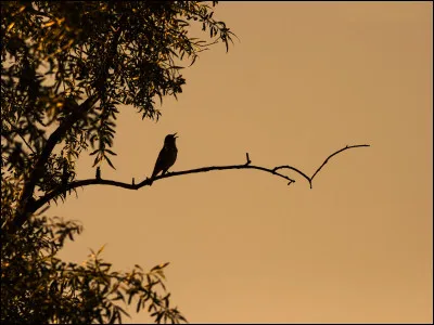 Quel poète français du XIXe a écrit "Birds in the night" ?