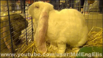 Pourquoi ce lapin s'appelle-t-il le lapin bélier ?