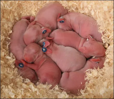 Est-ce-que les lapereaux ont des poils quand ils naissent ?