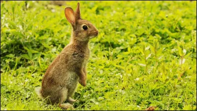 Comment s'appelle le cousin du lapin ?