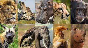 Quiz Animaux