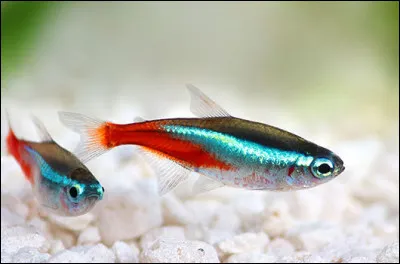 Ses tubes sont très connus, c'est le...