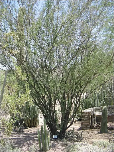 On espère qu'il restera vierge, c'est le...