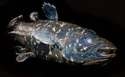 Comment se nomme ce poisson ?