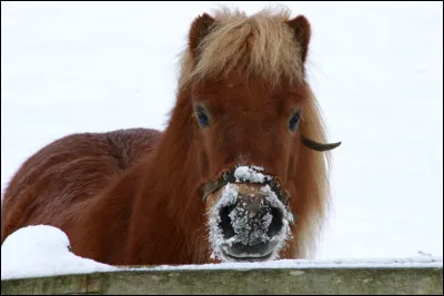 Le fallabella est...