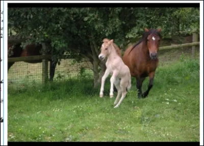À quelle race ces chevaux appartiennent-ils ?