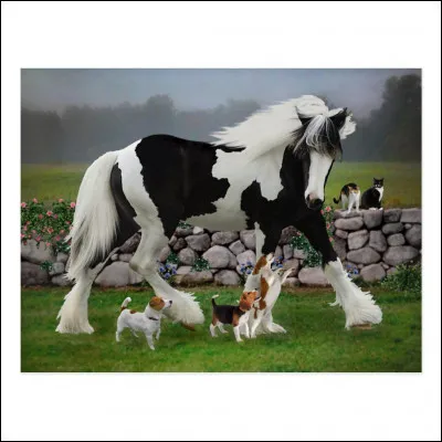 Le cob Irlandais est...