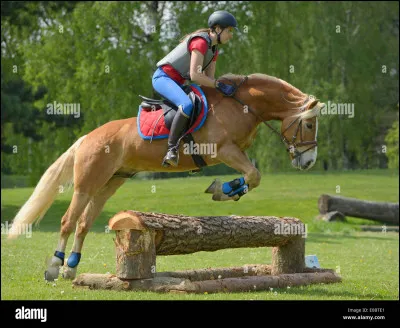 Le haflinger est...