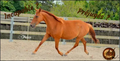 Le trotteur français est...