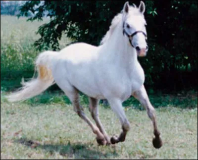 Le lipizzan est...