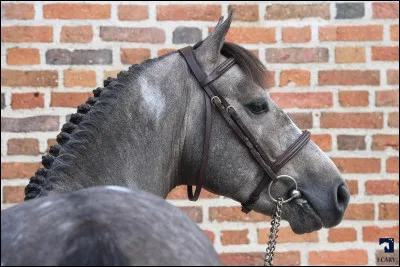 Le selle français est...