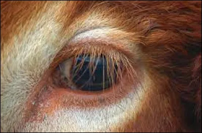 Quand il ne s'agit pas de l'organe de la vue d'un bovin, qu'est-ce qu'un "il-de-buf" ?